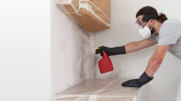 Professional Basement Mold Remediation technician working in Bayville, NY
